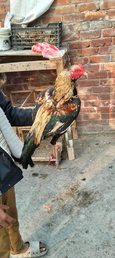 Sawa patha  for  sale