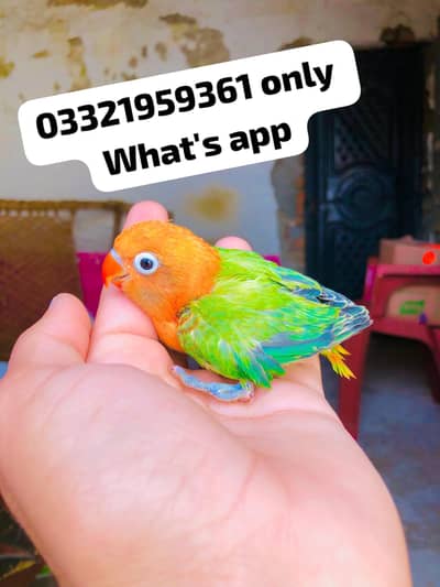 Love Birds Chicks Available