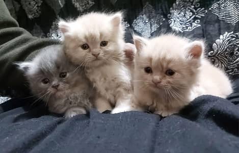 Persian triple coated top quality kittens available
