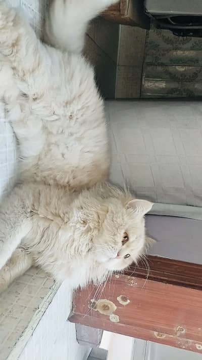 Persian tripple coat