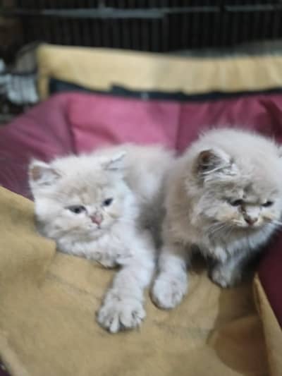 punch face male kiten