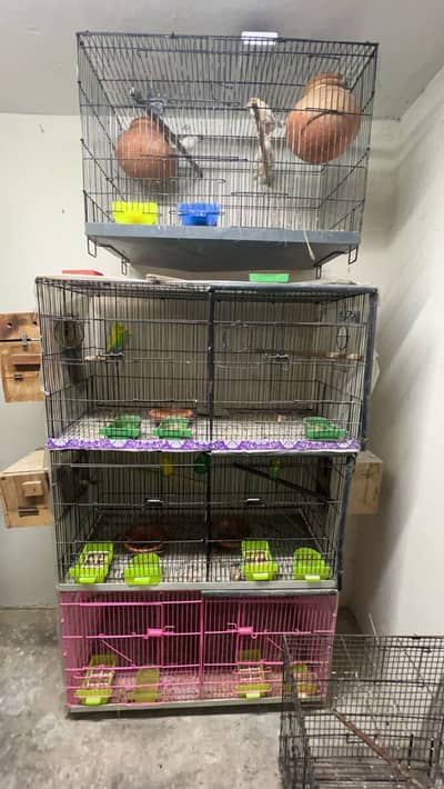 Small Setup Available Lovebirds, Java, Hogoromo, Kingsize