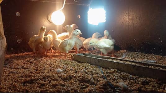 Japanese oh shamo chicks. . .