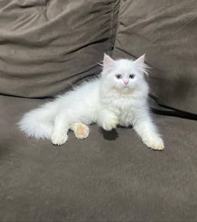 Persian cat triple quote 5 face mein later train