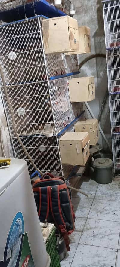 parrots breeding cages