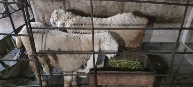 Chatra Kajla one for sale