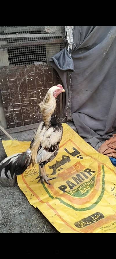 Aseel Miawali Murga For Sale