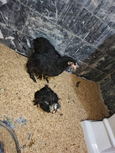 Black Buff Hen | Hen Pair | Buff Hens For Sale  | Pair |