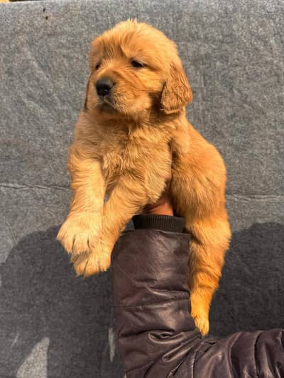 golden Retriver puppies for sale