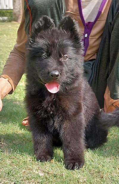 German Shepherd male puppy for sale 03262107955 my WhatsApp number