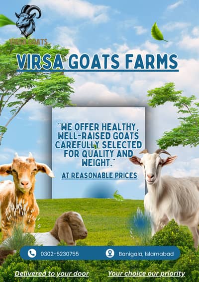 Virsa Goats Farm