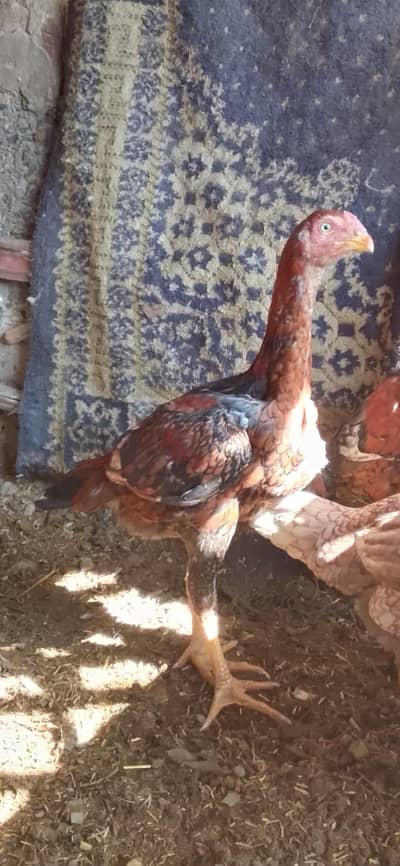 6 month or 13 moth ka murga ha bengam