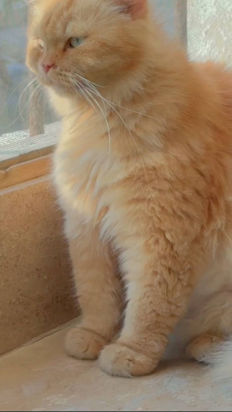 Triple coded orange cat 1