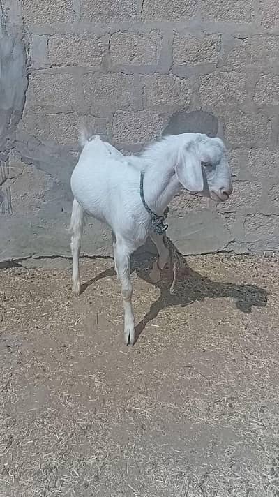 ||Gulabi mundha bakra||