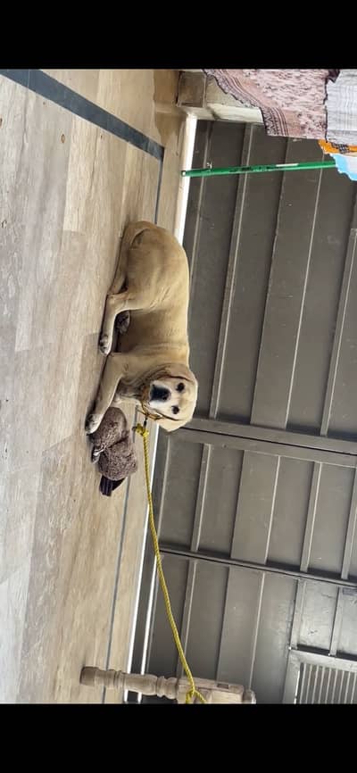 Labrador active dog exchange possible