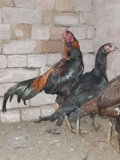 home breed hens