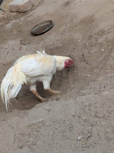 hera aseel cross Perrot peak