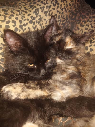 Pair Cats vaccinated