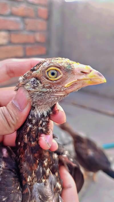 Aseel Sindhi Bloodline Chicks  03254127533