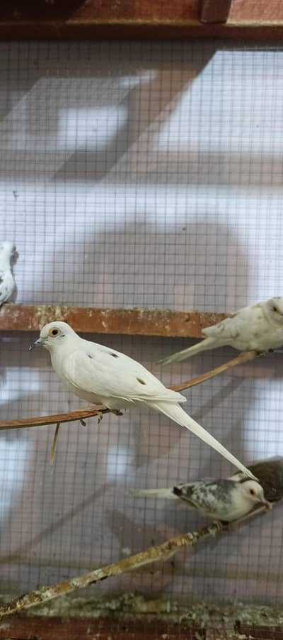 pied doves breeder pairs healthy active zero issue