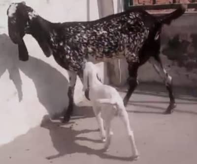 goat with goat child