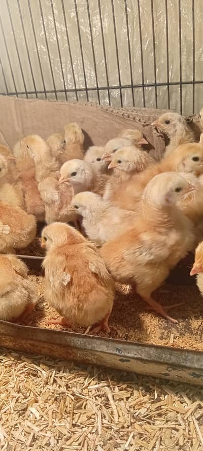 lohmon brown chick available