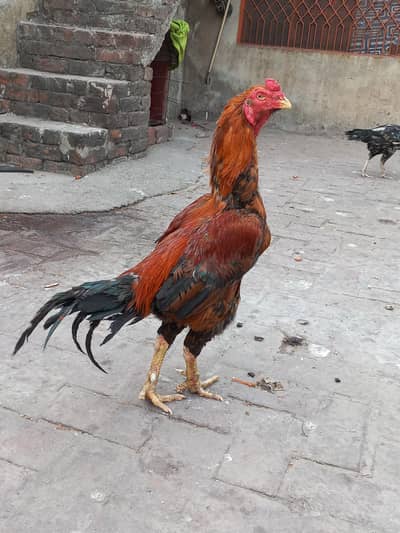 long height aseel murgha for sale