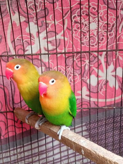 Breeder LoveBird Fishers Pair