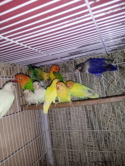 love birds healthy pairs