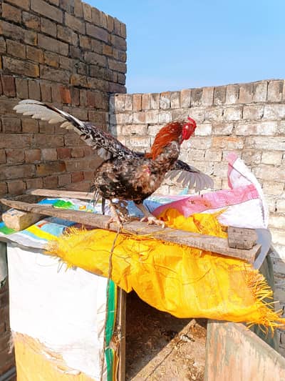 Laal Cheena Breeder Aseel Top bloodline Top quality.