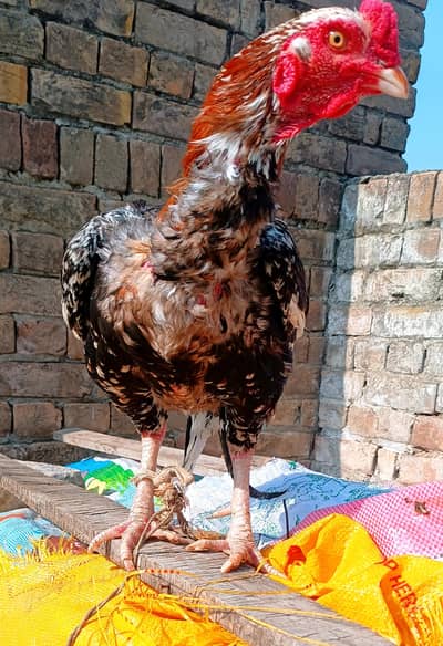 Laal Cheena Breeder Aseel Top bloodline Top quality.