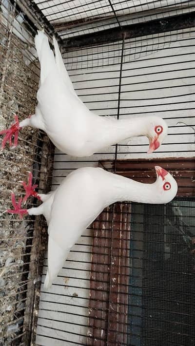 danish white breeder pair 4 sale
