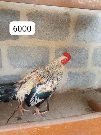 FOR SELL GAR KI PLAI WAI MURGAI HAI