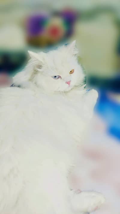 Persian triple coded cat odd eyes