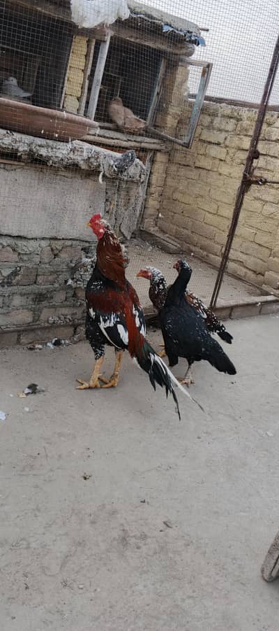 Aseel pair or ak madi