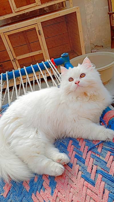 Persian Doll Face Kitten