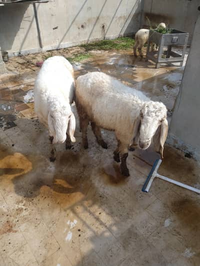 pure larkana dumbe joori biggest weight size