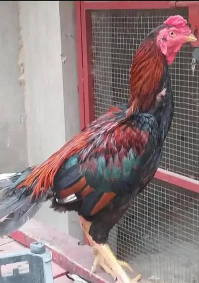 level ka male ha shamoo cross lakha