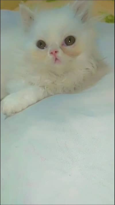 piki fece trpial cote kittan 03278518396wtsp