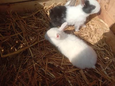 red eyes and brown white and also black n white  1 pair