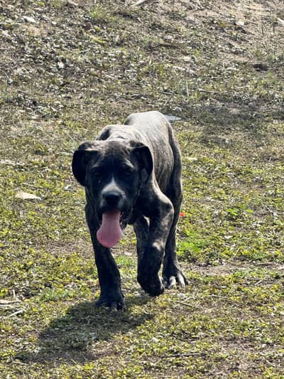 cane carso male apricot brindle