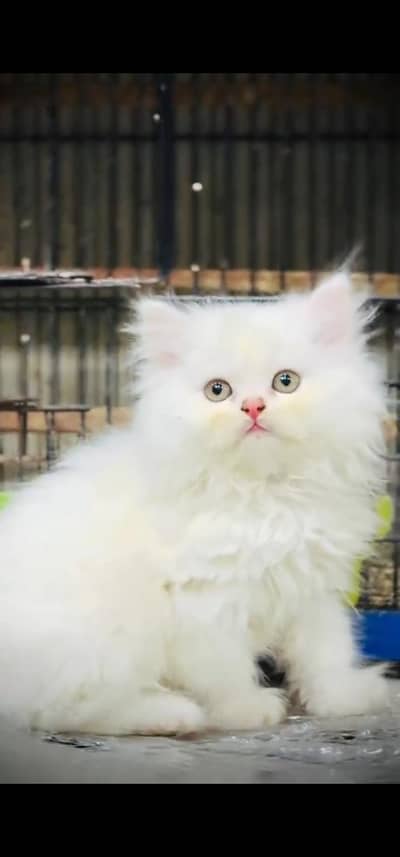 Quality Persian Punch face cat & kitten is03233614642Whatsapp