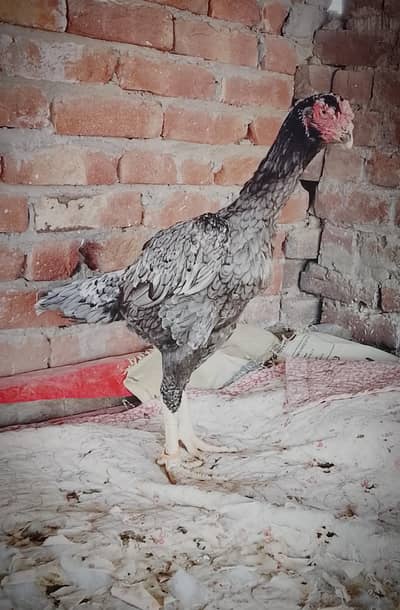 Japanese shamo hen|Egg laying|For sale|Interested people contact|