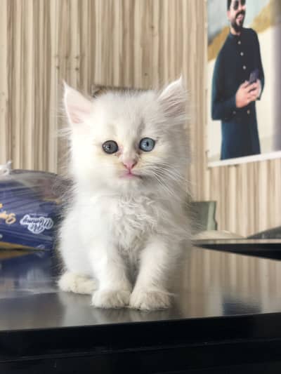 Cat  persian triplecoated odd eyes cat