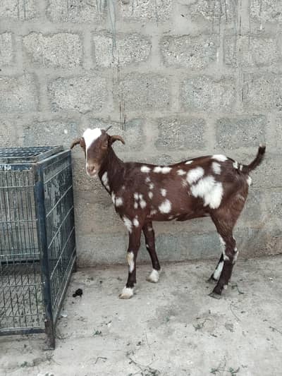 comondo Bakri