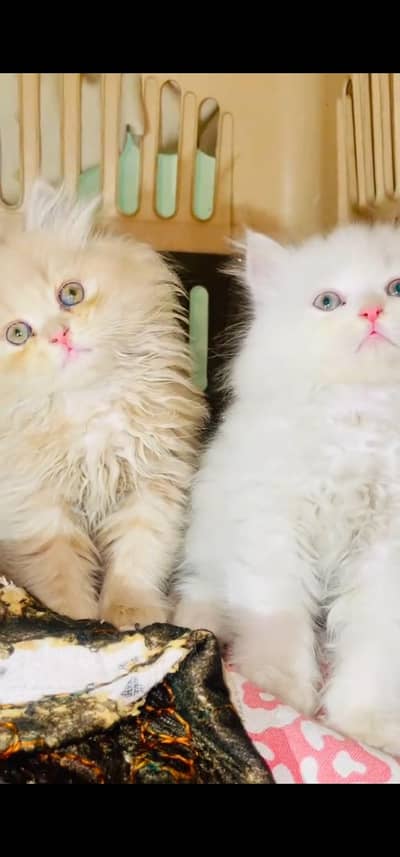 Quality Persian Punch face cat & kitten is03233614642Whatsapp