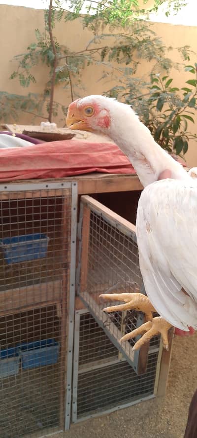 Paper White Parrots Beak/ O'Shamo