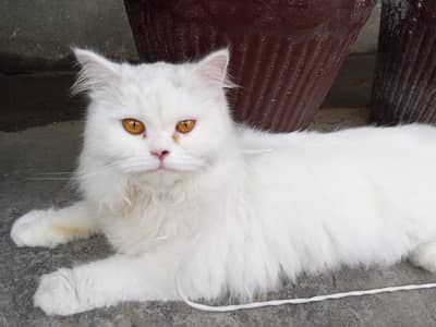 Persian cat for sale