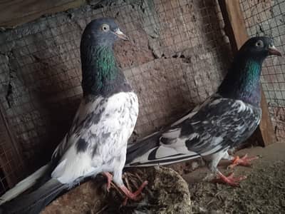 For Sale – Original Mehro Wala Taidi Pair 