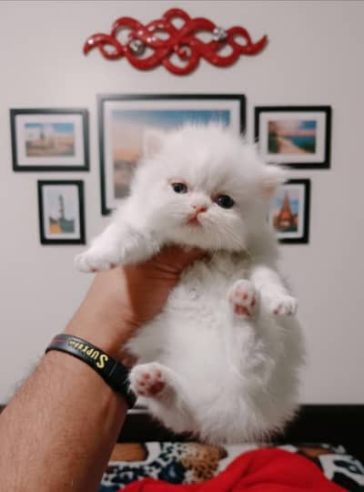 Punch face Persian white kitten